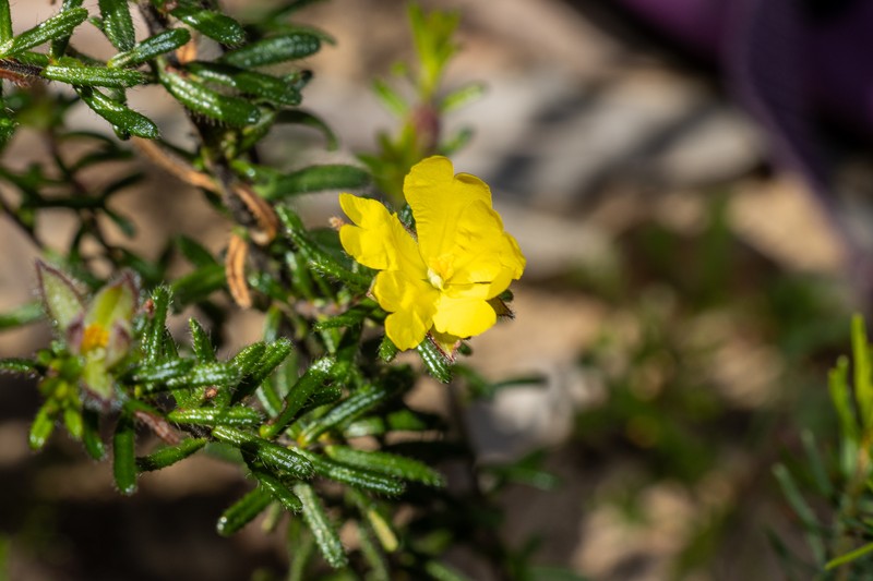 Hibbertia platyphylla subsp. halmaturina photo 3