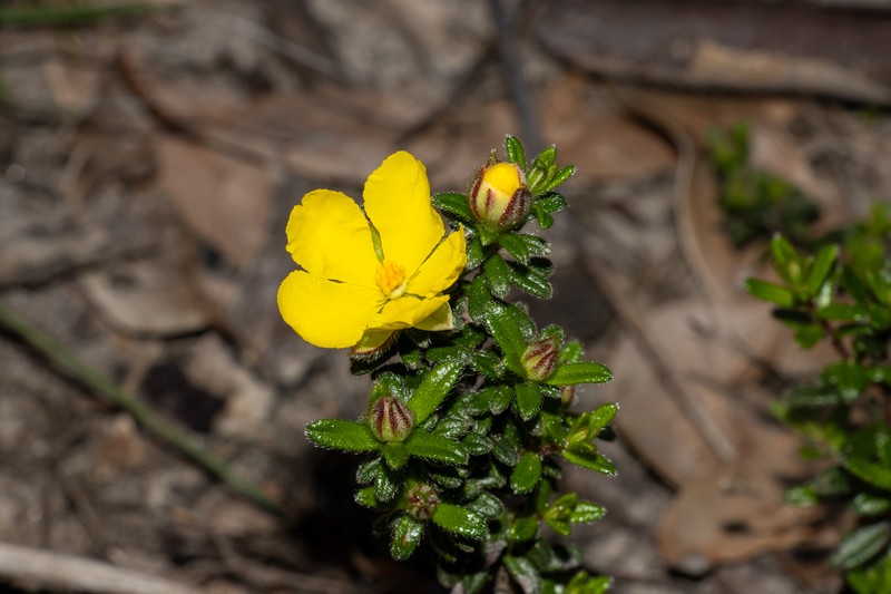 Hibbertia platyphylla subsp. halmaturina photo 4