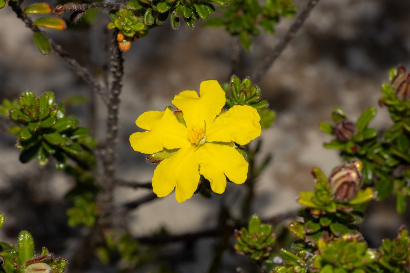 Hibbertia platyphylla subsp. halmaturina photo 5