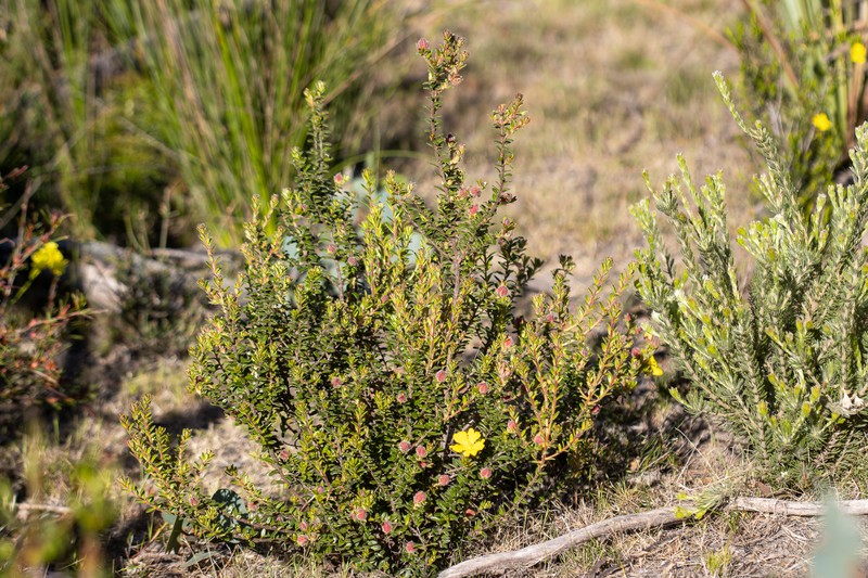 Hibbertia platyphylla subsp. halmaturina