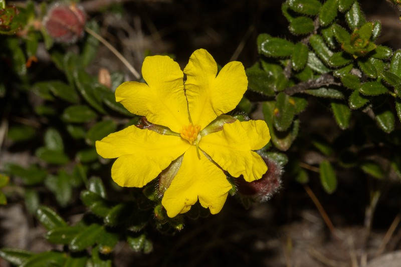 Hibbertia platyphylla subsp. halmaturina photo 6