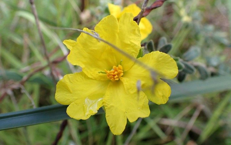 Hibbertia platyphylla subsp. major photo 2