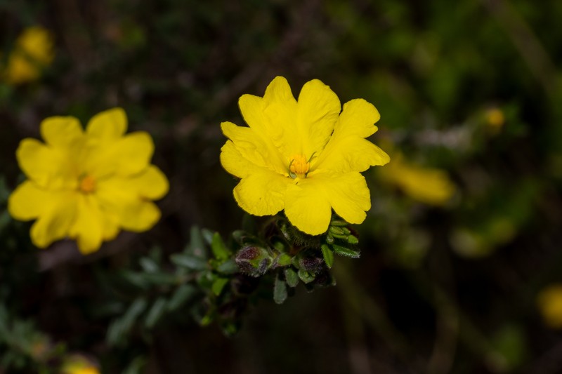 Hibbertia platyphylla subsp. major photo 3