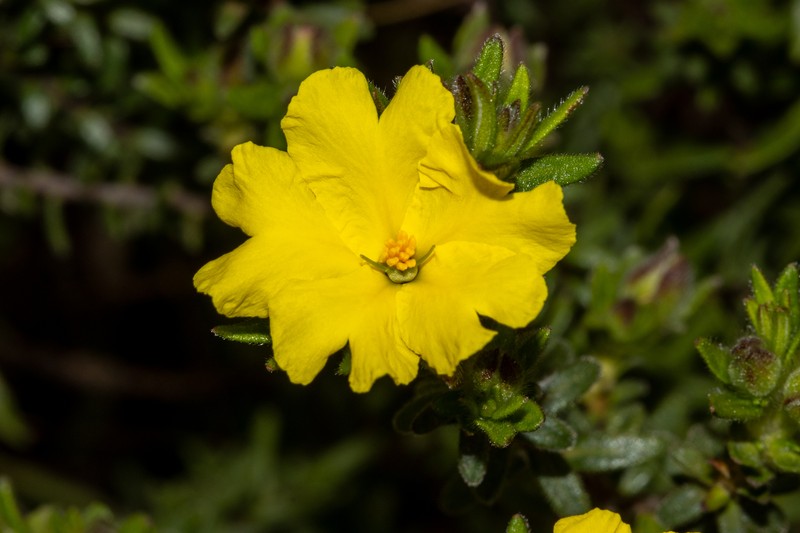 Hibbertia platyphylla subsp. major photo 4
