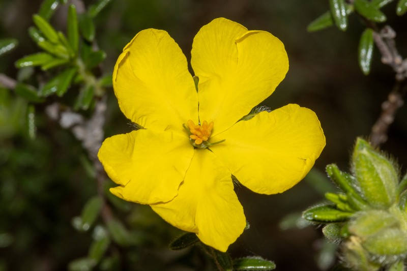 Hibbertia platyphylla subsp. major photo 5