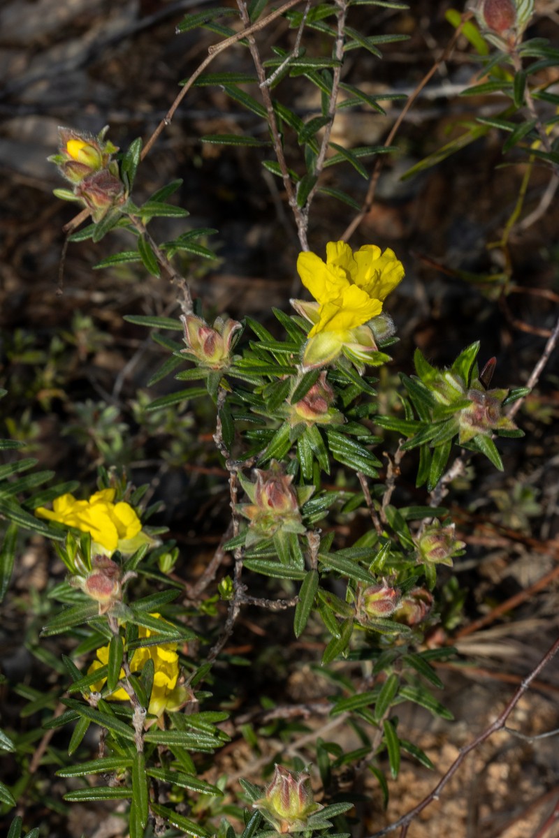 Hibbertia platyphylla subsp. major