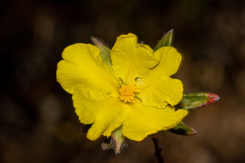Hibbertia platyphylla subsp. major photo 6