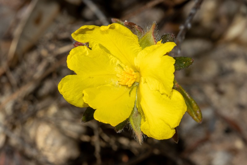 Hibbertia platyphylla subsp. major photo 7