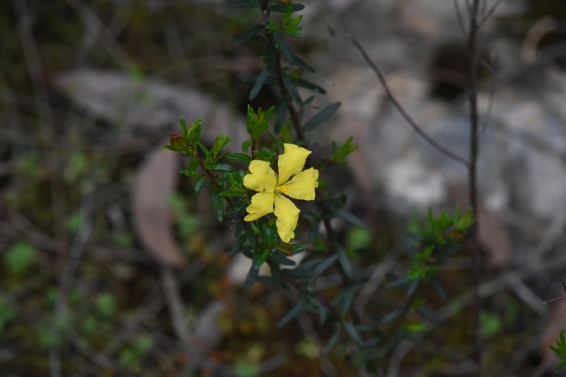 Hibbertia platyphylla subsp. platyphylla photo 3