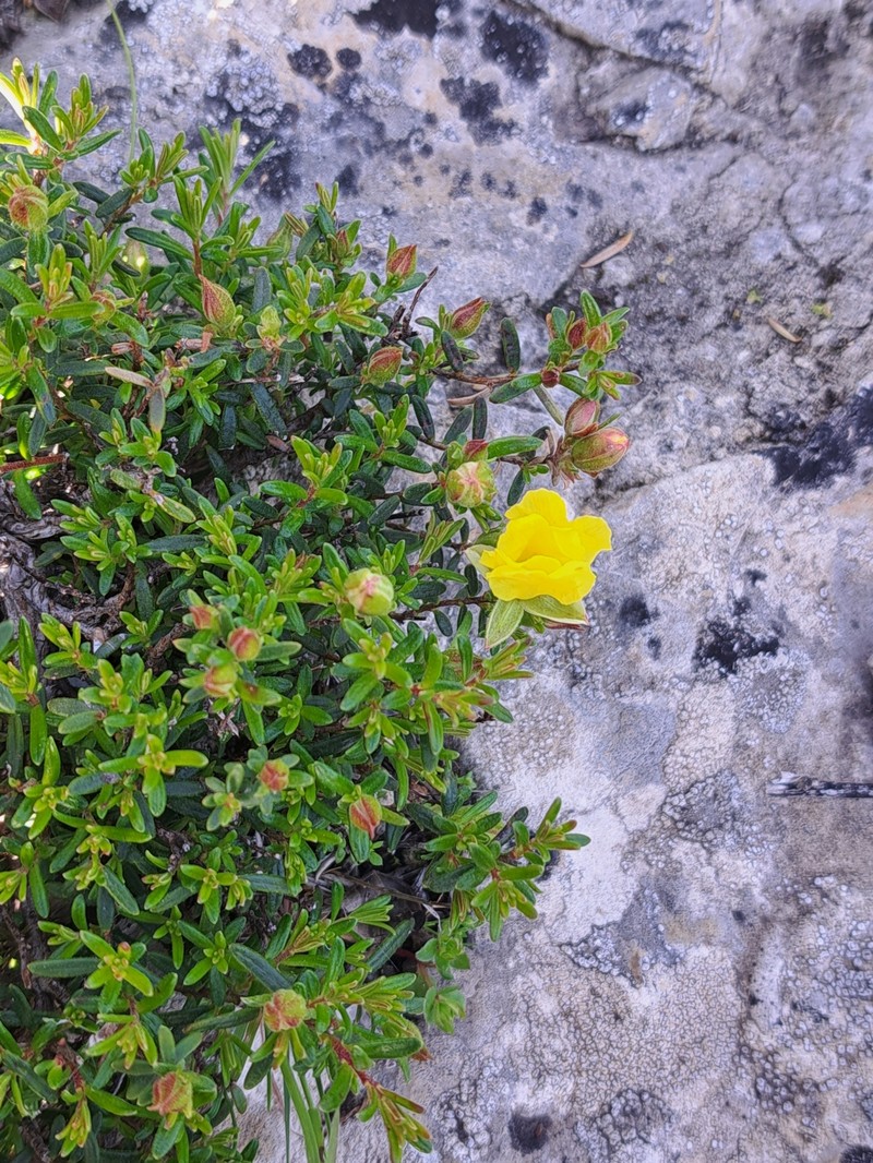 Hibbertia platyphylla subsp. platyphylla photo 4