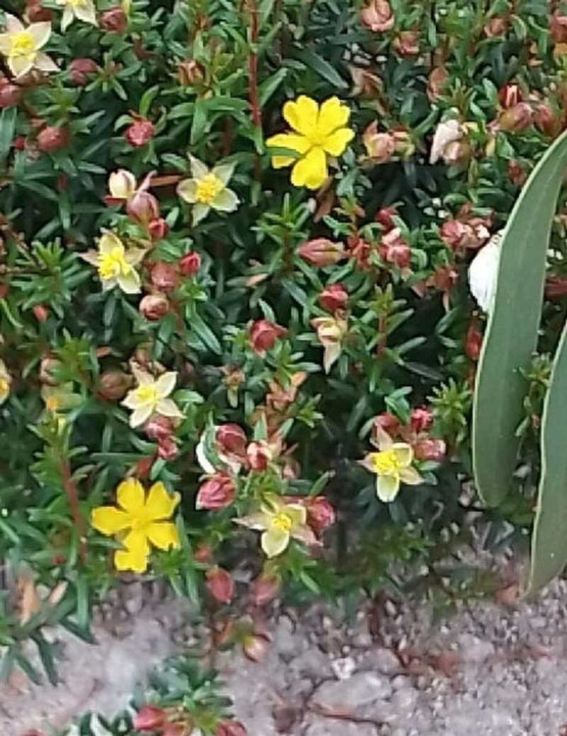 Hibbertia platyphylla subsp. platyphylla photo 5