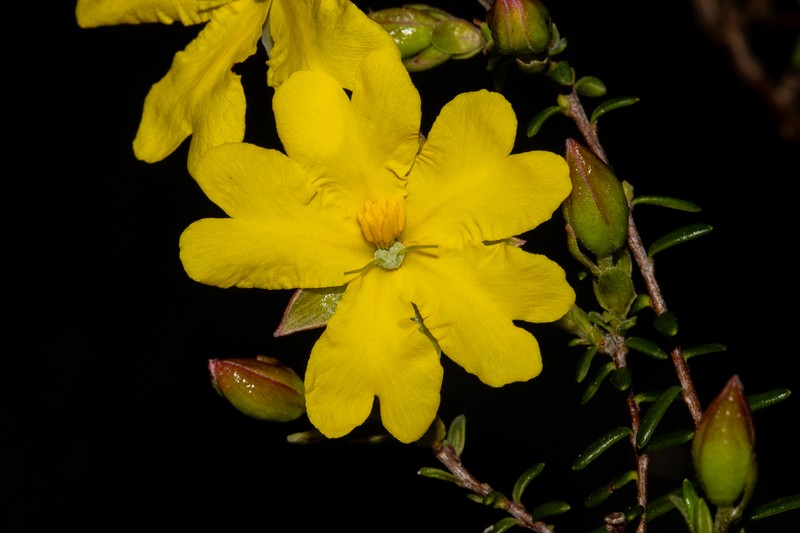 Hibbertia platyphylla subsp. platyphylla