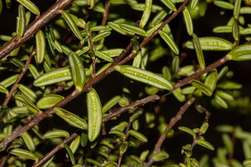 Hibbertia platyphylla subsp. platyphylla photo 6