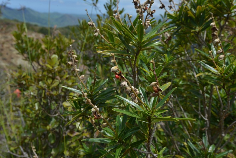 Hibbertia podocarpifolia photo 2