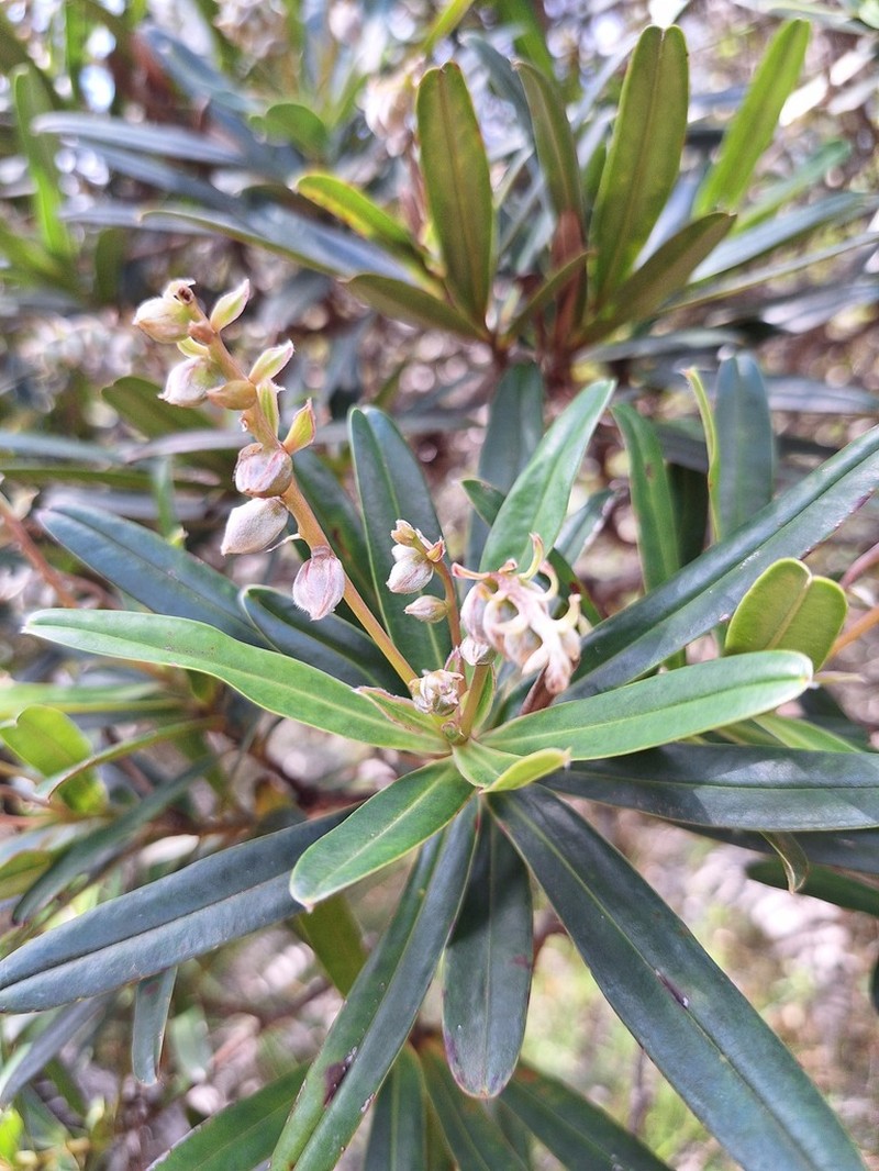 Hibbertia podocarpifolia photo 3