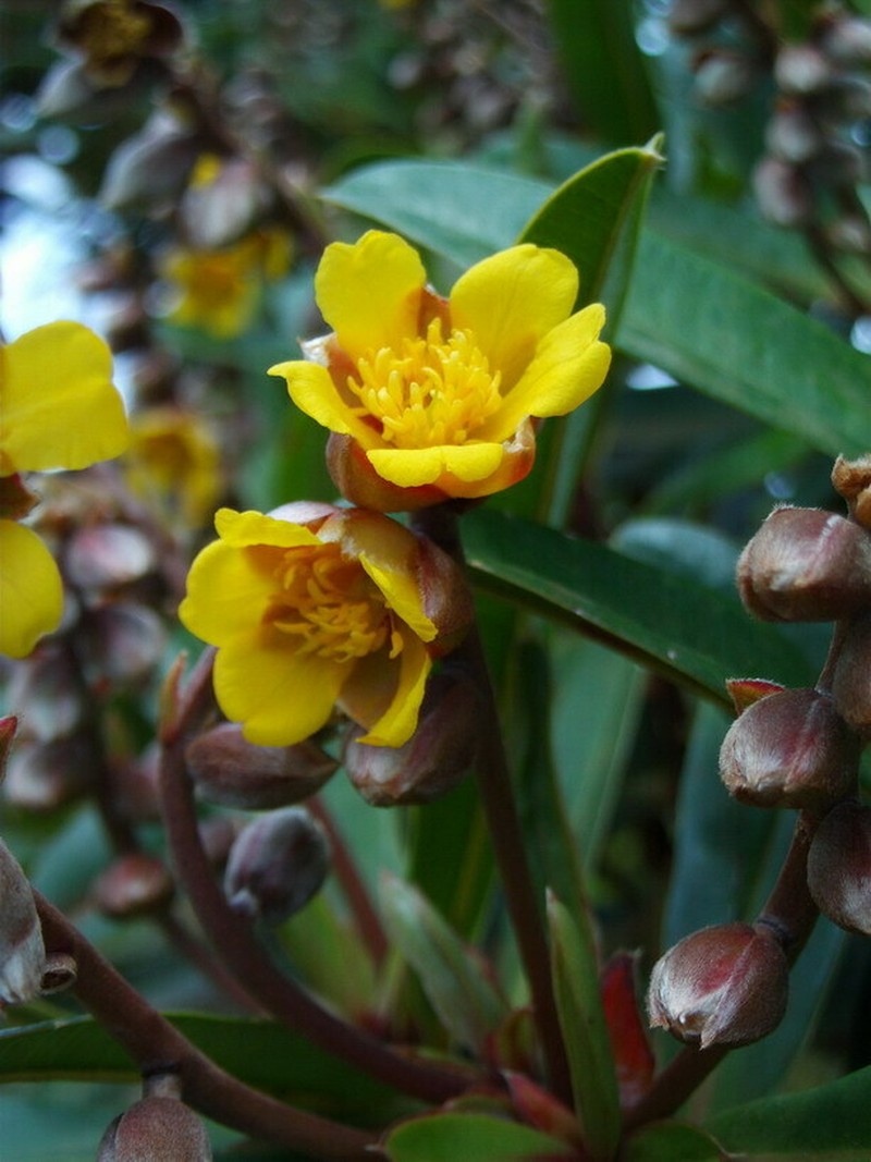Hibbertia podocarpifolia photo 4