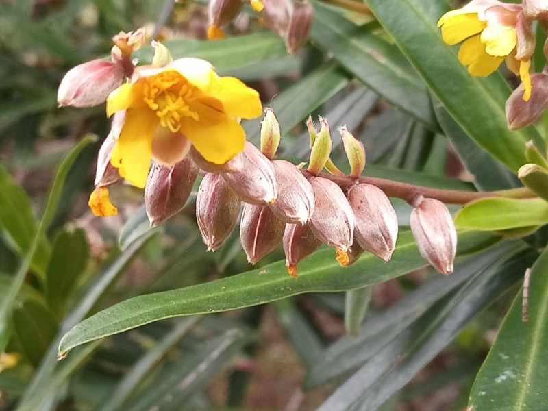 Hibbertia podocarpifolia photo 6