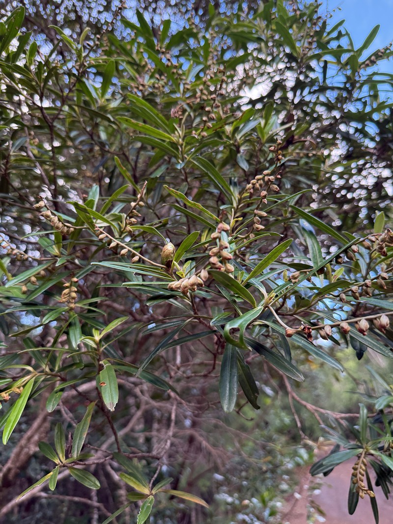 Hibbertia podocarpifolia photo 7