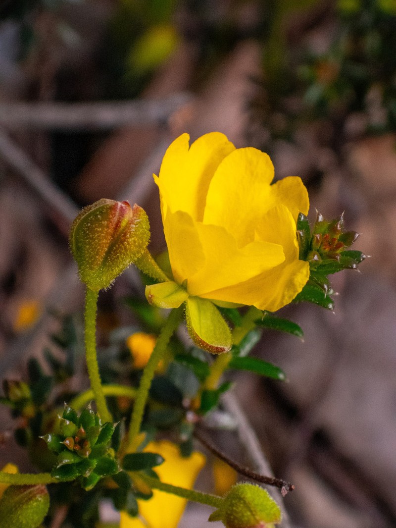 Hibbertia polyancistra photo 2