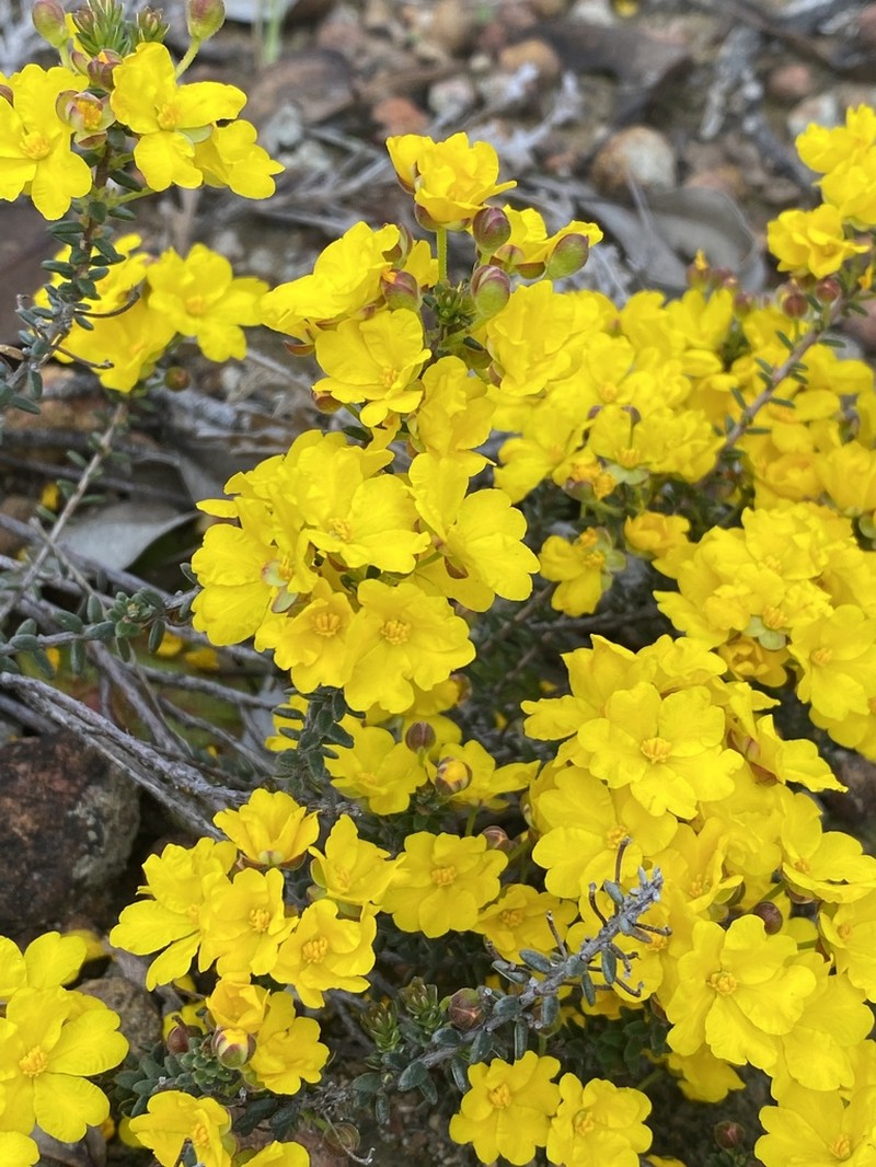 Hibbertia polyancistra photo 3