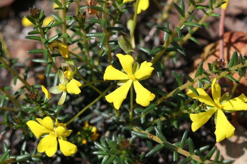 Hibbertia polyancistra photo 5