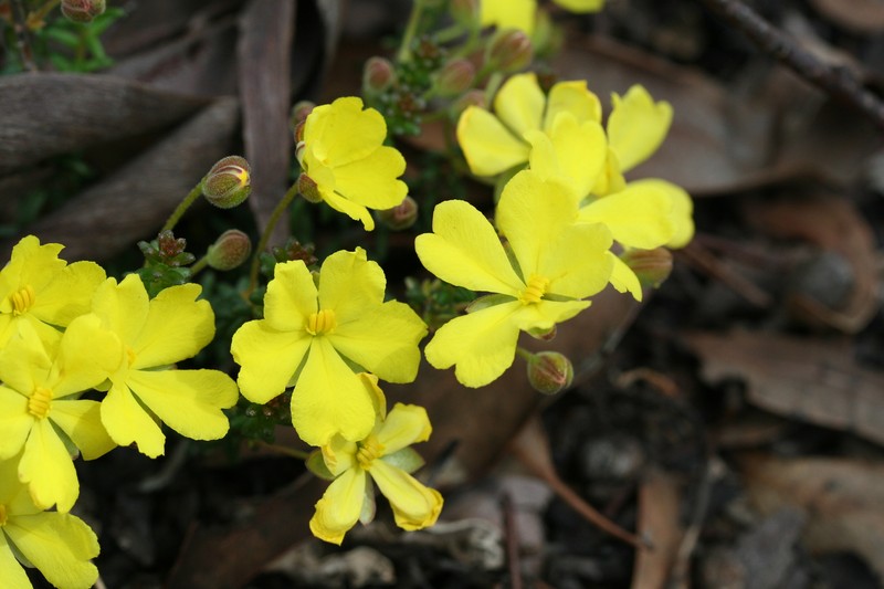 Hibbertia polyancistra photo 8
