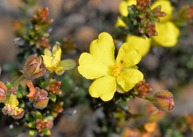 Hibbertia polyancistra