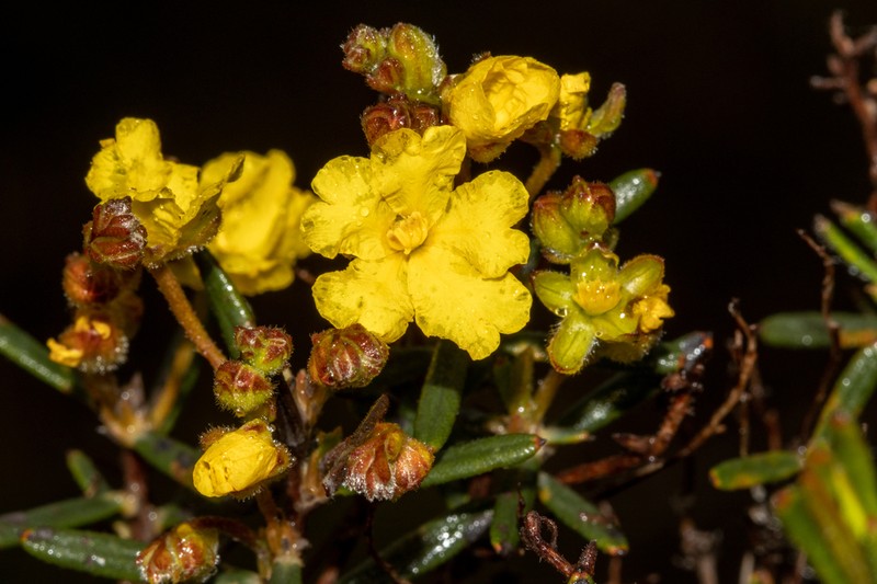 Hibbertia polystachya photo 2