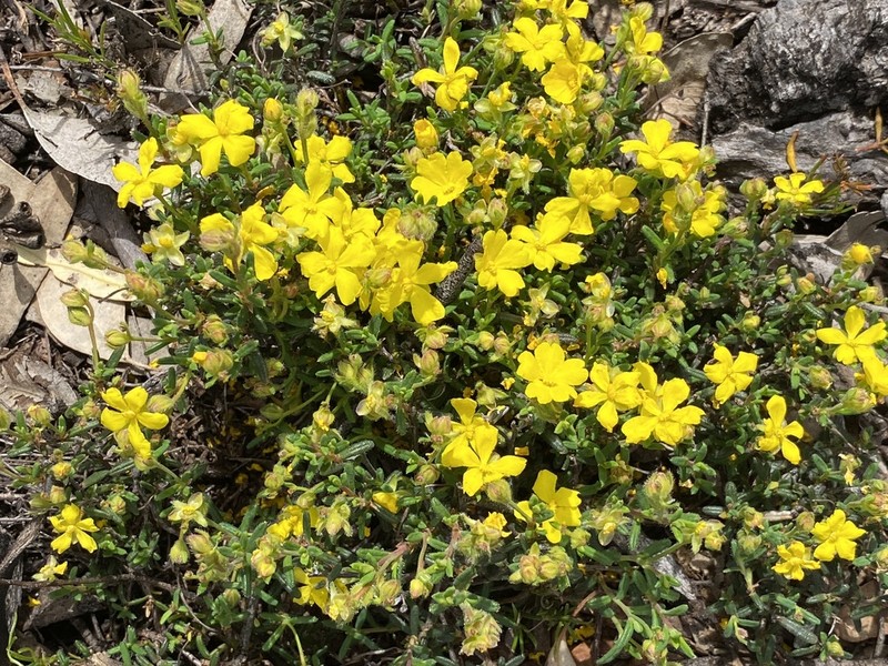 Hibbertia polystachya photo 3