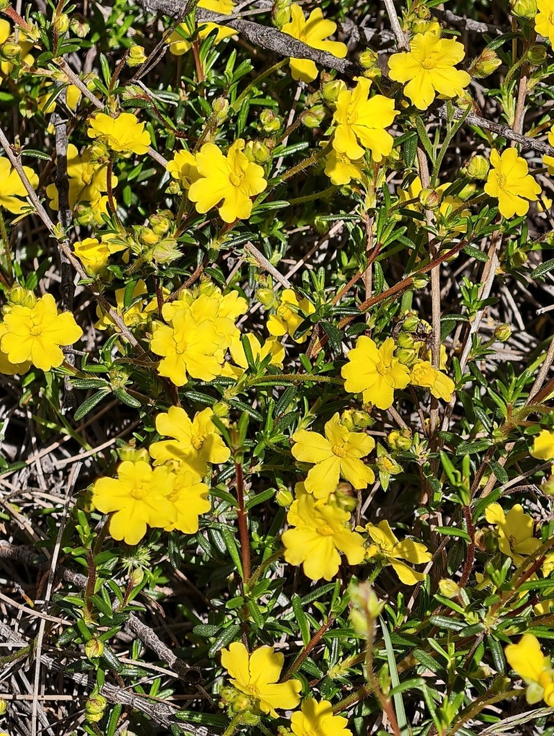 Hibbertia polystachya photo 4