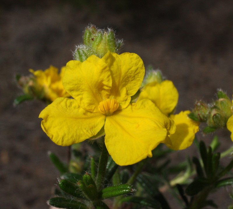 Hibbertia polystachya photo 5