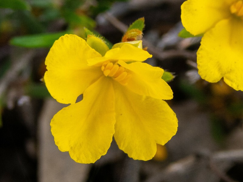 Hibbertia polystachya photo 6