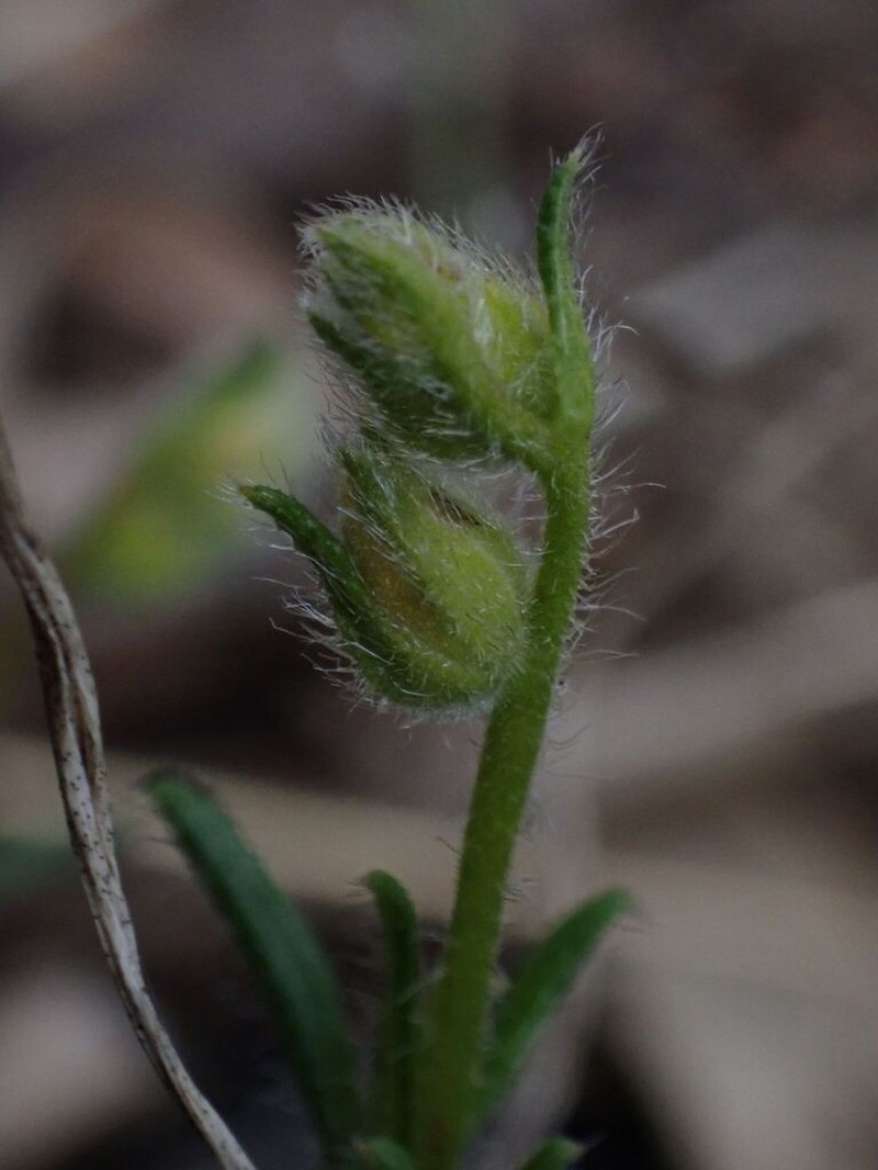 Hibbertia polystachya photo 7