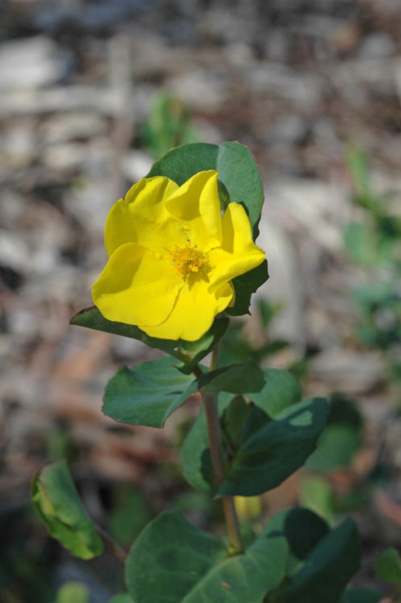 Hibbertia porongurupensis