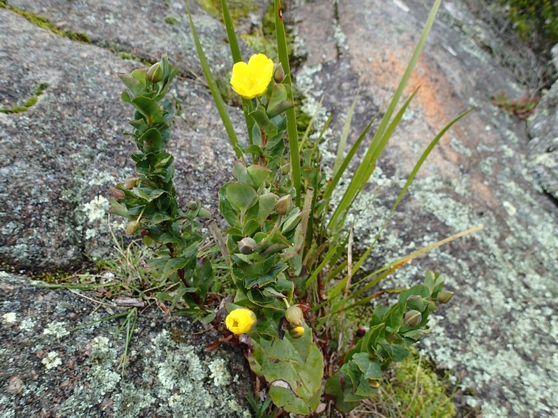 Hibbertia porongurupensis photo 2