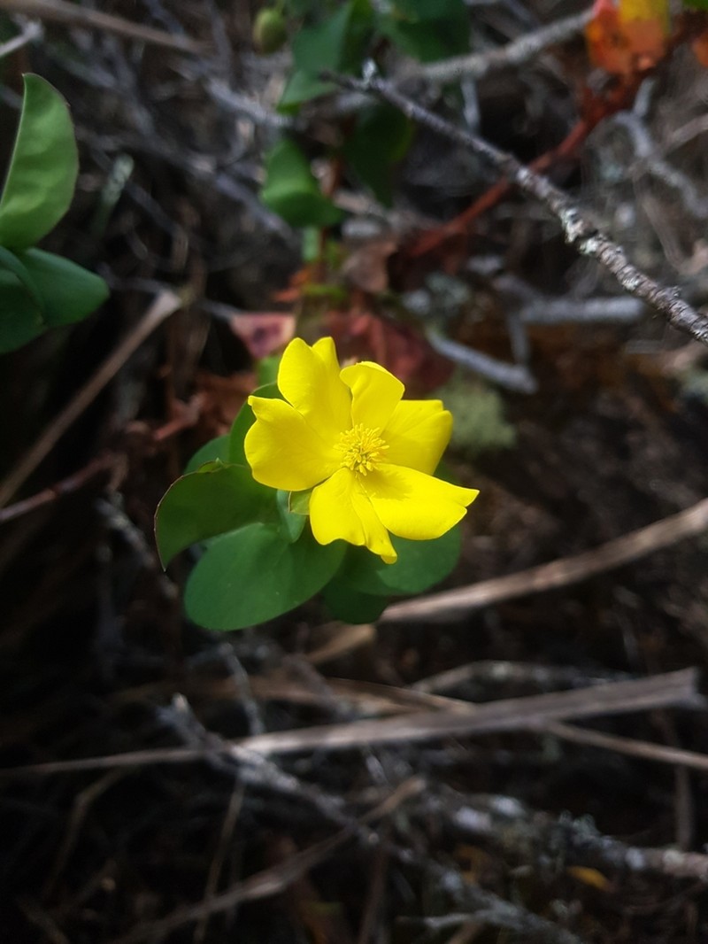 Hibbertia porongurupensis photo 3