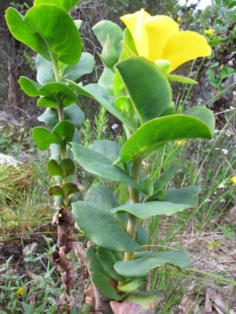 Hibbertia porongurupensis photo 5