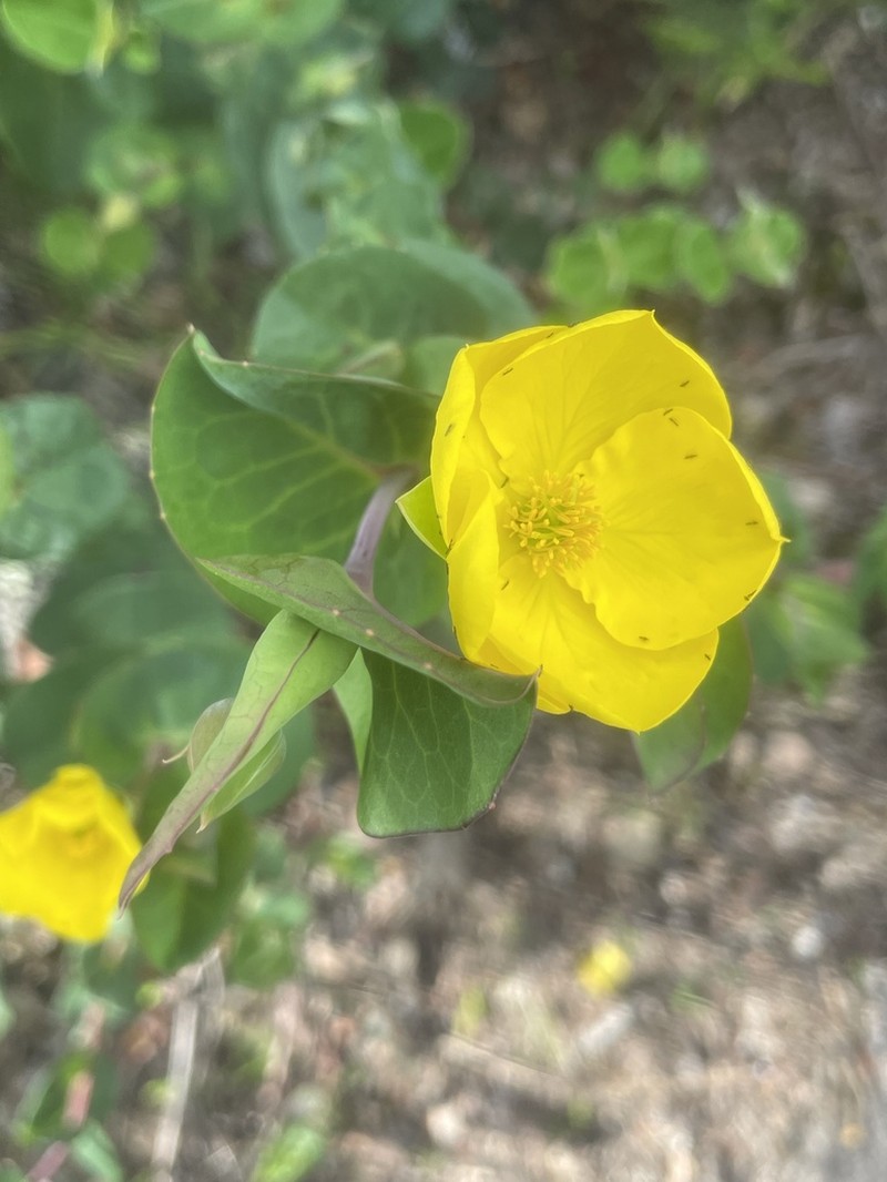 Hibbertia porongurupensis photo 6