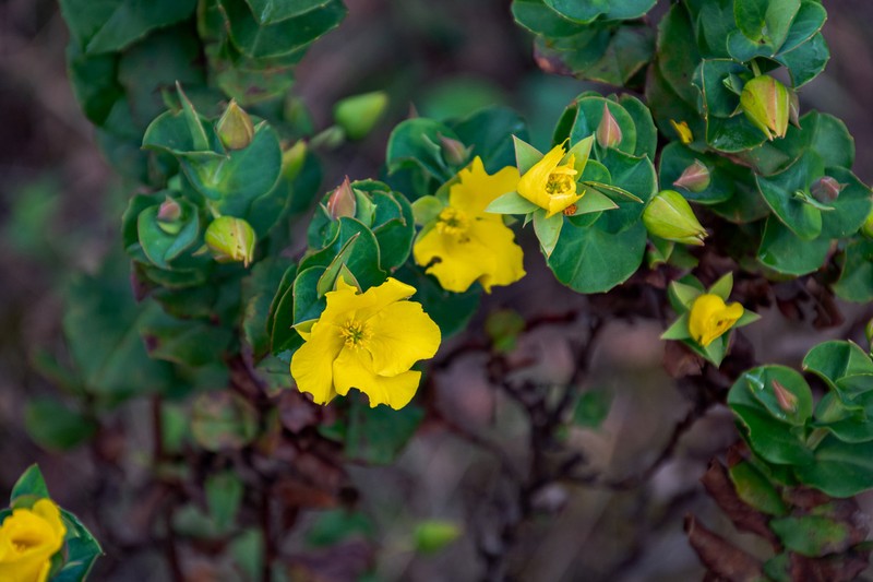 Hibbertia porongurupensis photo 7