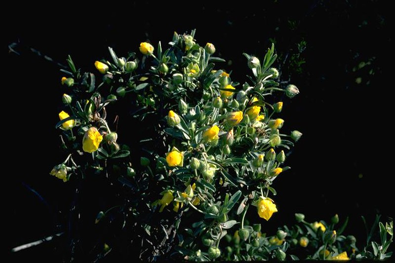 Hibbertia potentilliflora