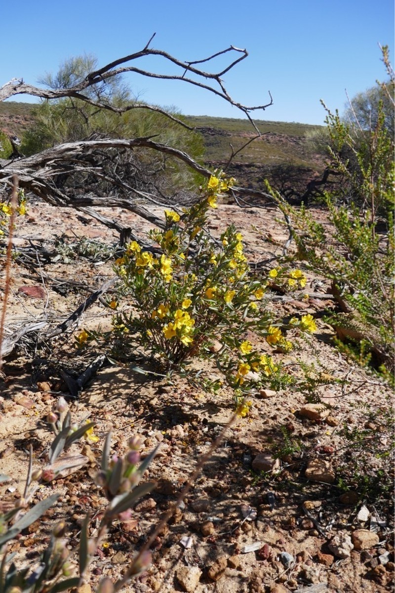 Hibbertia potentilliflora photo 2