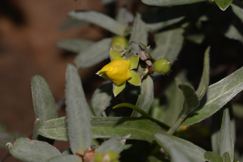 Hibbertia potentilliflora photo 3