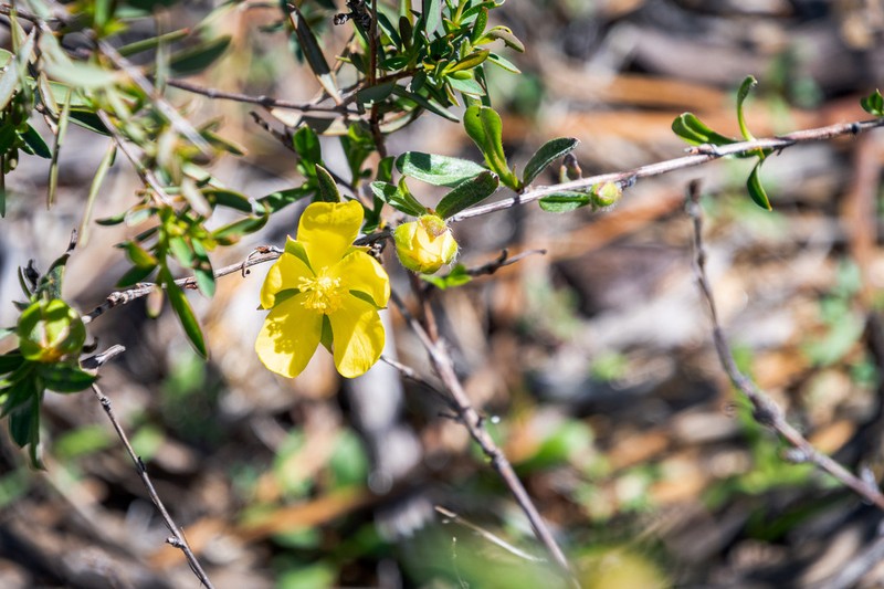 Hibbertia potentilliflora photo 4