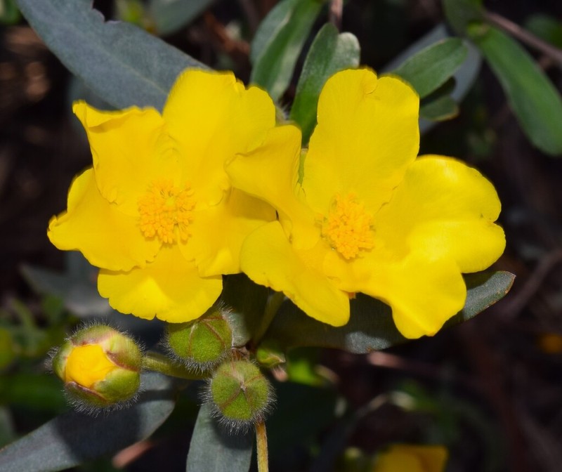 Hibbertia potentilliflora photo 5