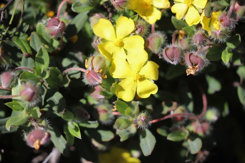 Hibbertia potentilliflora photo 6