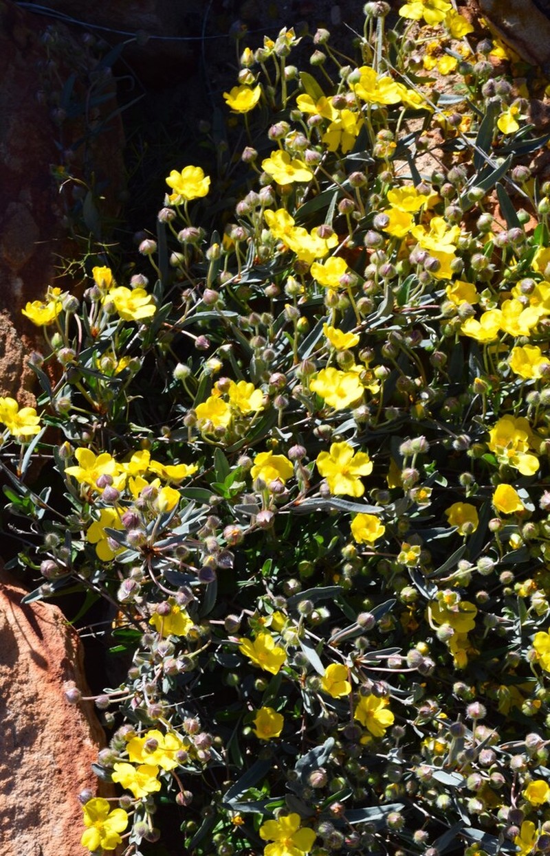 Hibbertia potentilliflora photo 7
