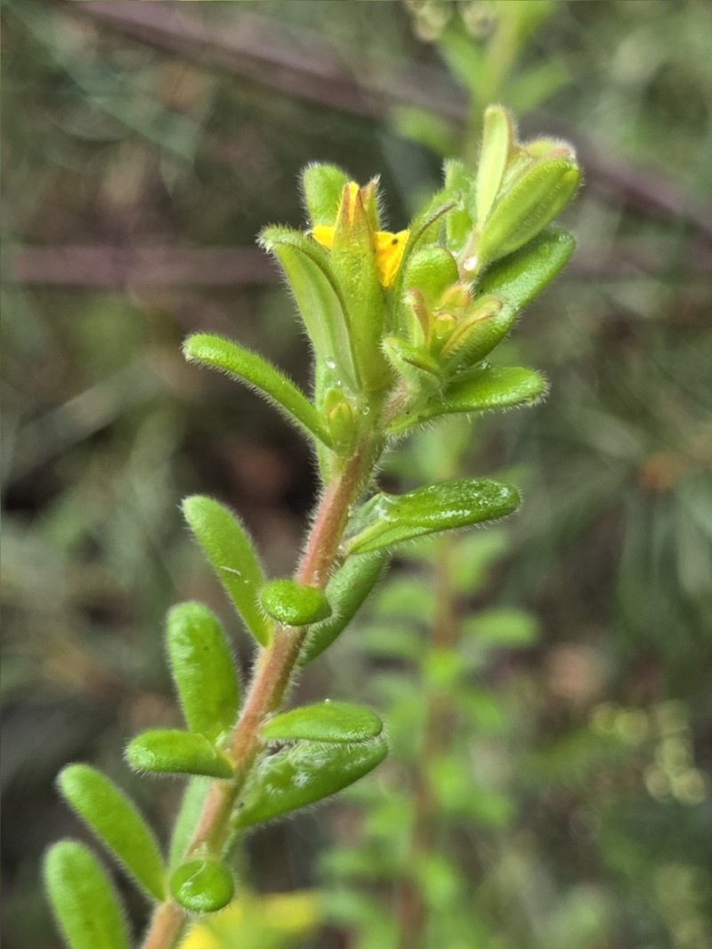 Hibbertia praemorsa photo 2