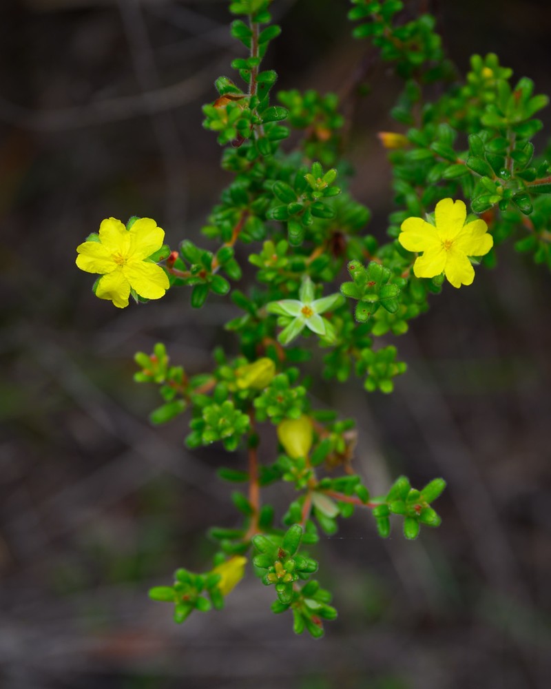 Hibbertia praemorsa photo 3