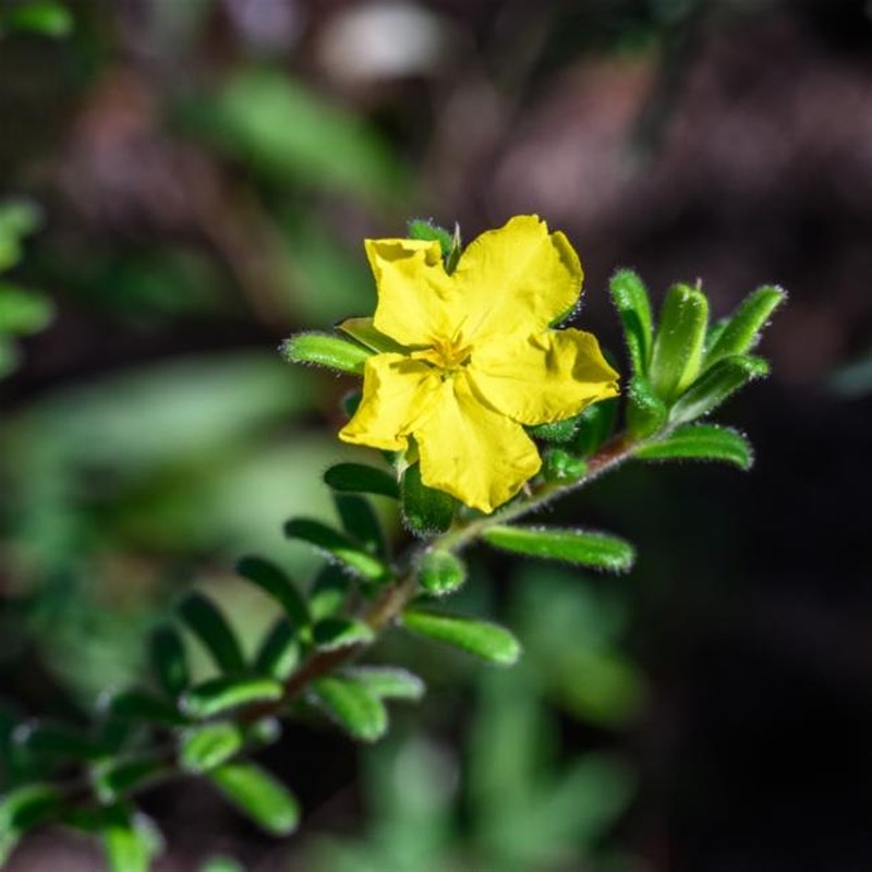 Hibbertia praemorsa photo 4