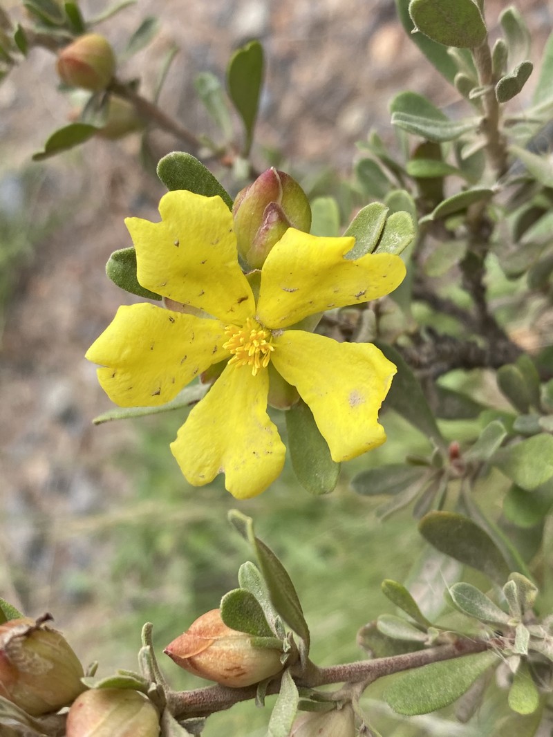 Hibbertia praemorsa